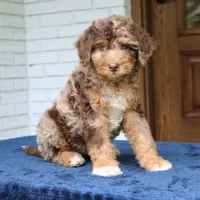 Rosie, a female Bernedoodle for sale in Narvon, PA – 3 of 10
