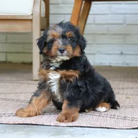 Leo, a male Bernedoodle for sale in Narvon, PA – 5 of 6