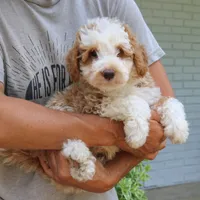 Zuke, a male Bernedoodle for sale in Narvon, PA – 2 of 5