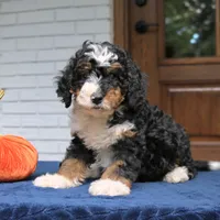 Penny, a female Miniature Bernedoodle for sale in Narvon, PA – 8 of 9