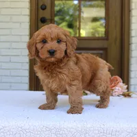 Jagger, a male Cavapoo for sale in Narvon, PA – 3 of 6