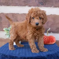 Sammy, a male Miniature Goldendoodle for sale in Narvon, PA – 4 of 5