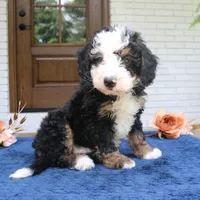 Everett, a male Miniature Bernedoodle for sale in Narvon, PA – 3 of 5