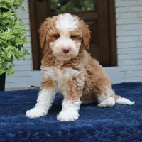 Zion, a male Bernedoodle for sale in Narvon, PA – 2 of 7