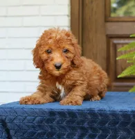 Nala, a female Goldendoodle for sale in Narvon, PA – 2 of 9