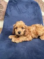 Murphy , a male Cavapoo for sale in Narvon, PA – 3 of 5