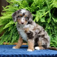 Ruby, a female Bernedoodle for sale in Narvon, PA – 7 of 9