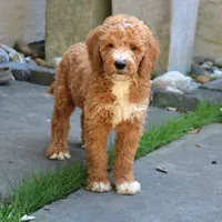 Scout, a male Goldendoodle for sale in Narvon, PA – 5 of 6