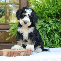 Bear, a male Bernedoodle for sale in Narvon, PA – 4 of 8