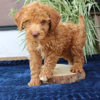 Hunter, a male Goldendoodle for sale in Narvon, PA – 4 of 6