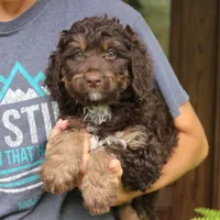 Rambo, a male Bernedoodle for sale in Narvon, PA – 7 of 8