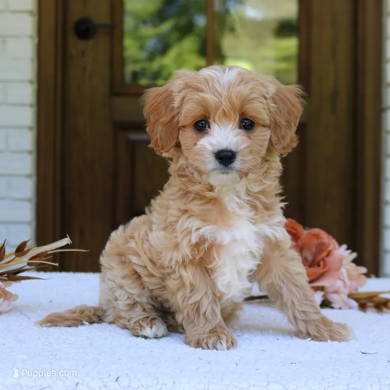 Jett – Cavapoo puppy for sale in Narvon, PA