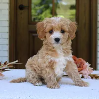 Jett, a male Cavapoo for sale in Narvon, PA – 1 of 5