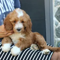 Shadow, a male Goldendoodle for sale in Narvon, PA – 6 of 10