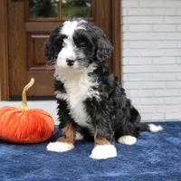 Murphy, a male Miniature Bernedoodle for sale in Narvon, PA – 3 of 6