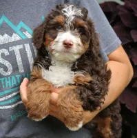 Ruffles, a male Bernedoodle for sale in Narvon, PA – 7 of 8