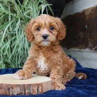 Kylo, a male Cavapoo for sale in Narvon, PA – 7 of 7