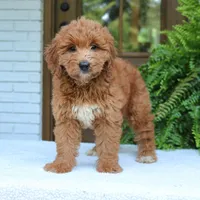 Amy, a female Miniature Goldendoodle for sale in Narvon, PA – 2 of 6