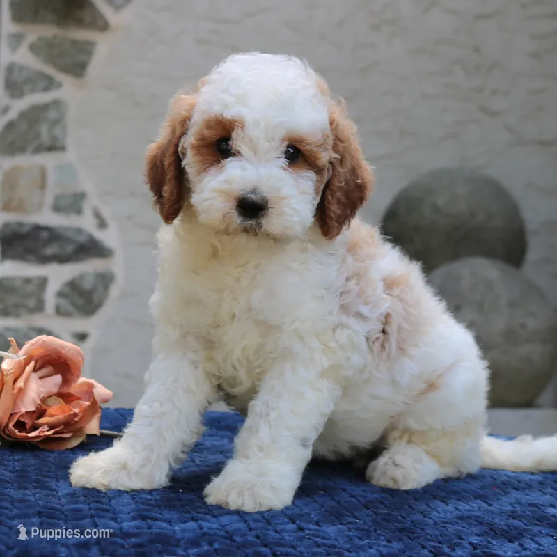 Dora – Goldendoodle puppy for sale in Narvon, PA