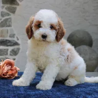 Dora, a female Goldendoodle for sale in Narvon, PA – 1 of 5