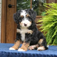 Ringo, a male Bernedoodle for sale in Narvon, PA – 6 of 10