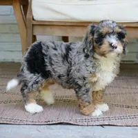 Duke, a male Bernedoodle for sale in Narvon, PA – 7 of 8