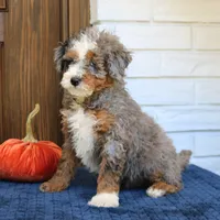 Stella, a female Miniature Bernedoodle for sale in Narvon, PA – 5 of 6