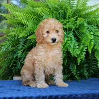 Nelson, a male Goldendoodle for sale in Narvon, PA – 6 of 8