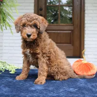 Max, a male Bernedoodle for sale in Narvon, PA – 4 of 8