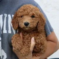 Landon, a male Miniature Goldendoodle for sale in Narvon, PA – 2 of 4