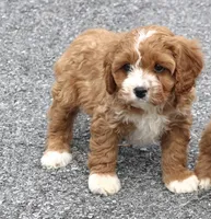 Bella , a female Cavapoo for sale in Narvon, PA – Photo 4 of 8