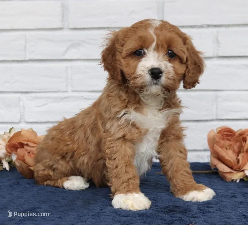 Bella  – Cavapoo puppy for sale in Narvon, PA