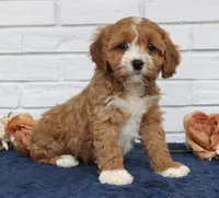 Bella , a female Cavapoo for sale in Narvon, PA – Photo 1 of 8
