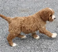 Bella , a female Cavapoo for sale in Narvon, PA – Photo 5 of 8