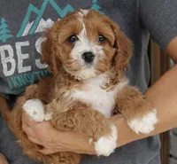 Bella , a female Cavapoo for sale in Narvon, PA – Photo 7 of 8
