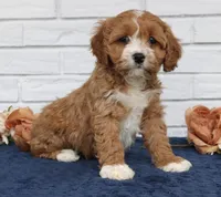Bella , a female Cavapoo for sale in Narvon, PA – Photo 3 of 8