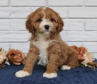 Bella , a female Cavapoo for sale in Narvon, PA – Photo 2 of 8