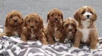 Bella , a female Cavapoo for sale in Narvon, PA – Photo 8 of 8