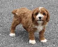 Bella , a female Cavapoo for sale in Narvon, PA – Photo 6 of 8