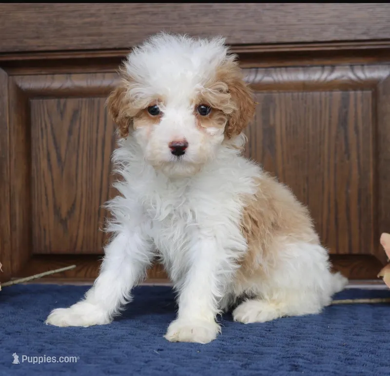 Trina mini  – Miniature Goldendoodle puppy for sale in Narvon, PA