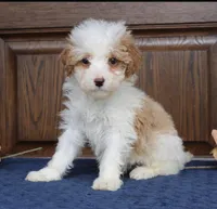 Trina mini , a female Miniature Goldendoodle for sale in Narvon, PA – Photo 1 of 2