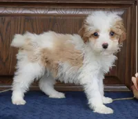 Trina mini , a female Miniature Goldendoodle for sale in Narvon, PA – Photo 2 of 2