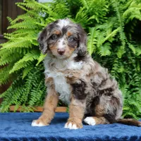 Ruby, a female Bernedoodle for sale in Narvon, PA – 4 of 9