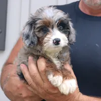 Diana, a female Miniature Bernedoodle for sale in Narvon, PA – 5 of 7