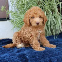 Hazel, a female Goldendoodle for sale in Narvon, PA – 6 of 7