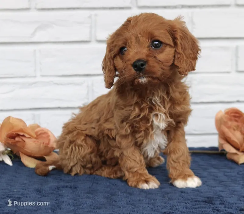 Betty  – Cavapoo puppy for sale in Narvon, PA