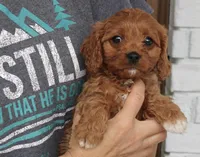 Betty , a female Cavapoo for sale in Narvon, PA – Photo 2 of 3