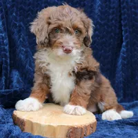 Dexter, a male Miniature Bernedoodle for sale in Narvon, PA – 2 of 7
