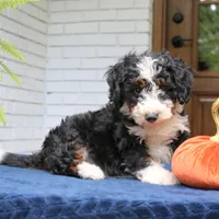 Panda, a male Miniature Bernedoodle for sale in Narvon, PA – 4 of 10