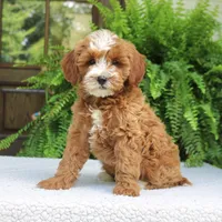 Jalena, a female Cavapoo for sale in Narvon, PA – 5 of 7